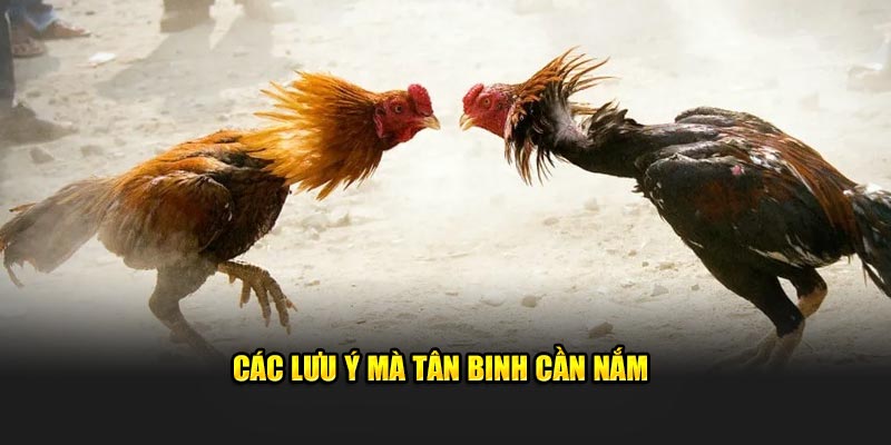 Các lưu ý mà tân binh cần nắm 